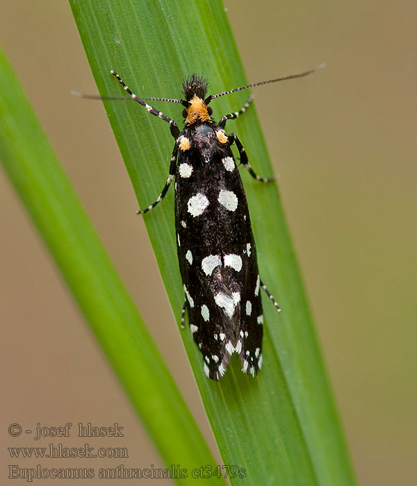 Euplocamus anthracinalis