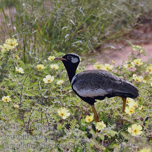 Eupodotis afraoides Afrotis White-quilled Bustard Northen Black Korhaan