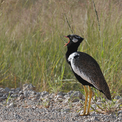 Eupodotis afraoides bb3719