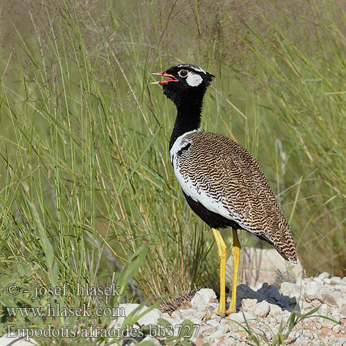 Eupodotis afraoides bb3727