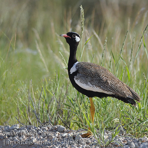 Botswana trap Dropik jasnoskrzydly Witvlerkkorhaan