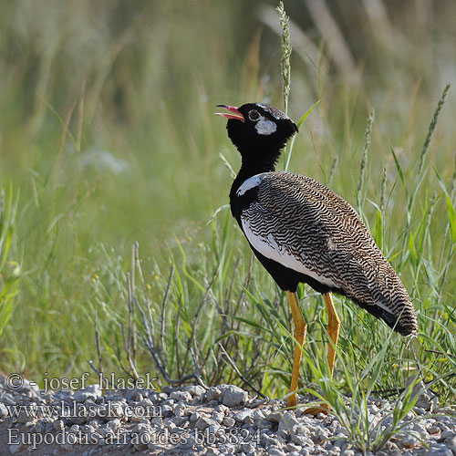 Чёрная дрофа Eupodotis afraoides Afrotis White-quilled Bustard