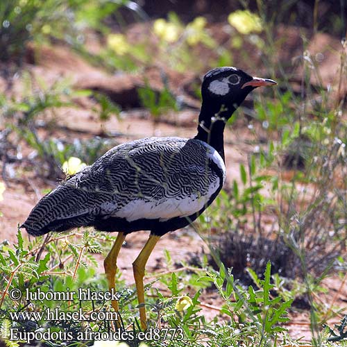 Afrotis afraoides Eupodotis White-quilled Bustard Northen Black Korhaan