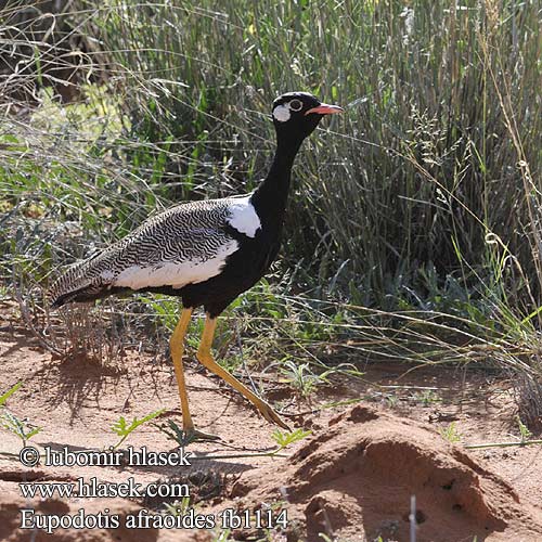 White-quilled Bustard Northen Black Korhaan Drop šedotemenný