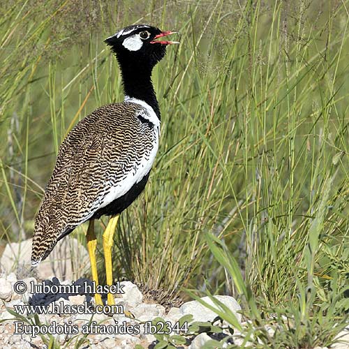 Eupodotis afraoides fb2344