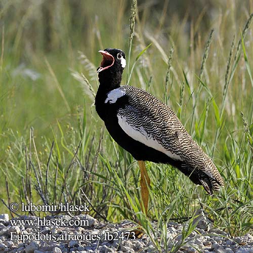 ハジロクロエリショウノガン Botswana trap Dropik jasnoskrzydly