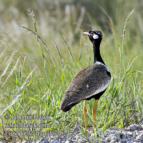 Euplectes afraoides fb2478