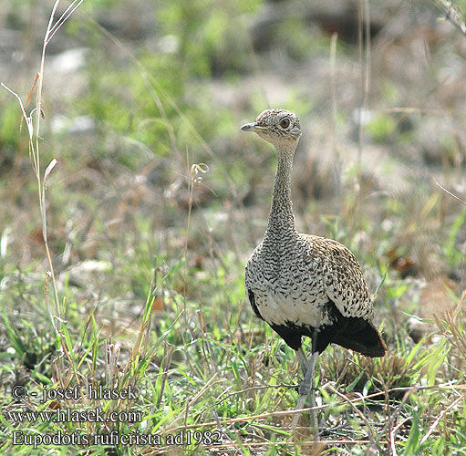 Eupodotis ruficrista Lophotis Red-crested Bustard crested