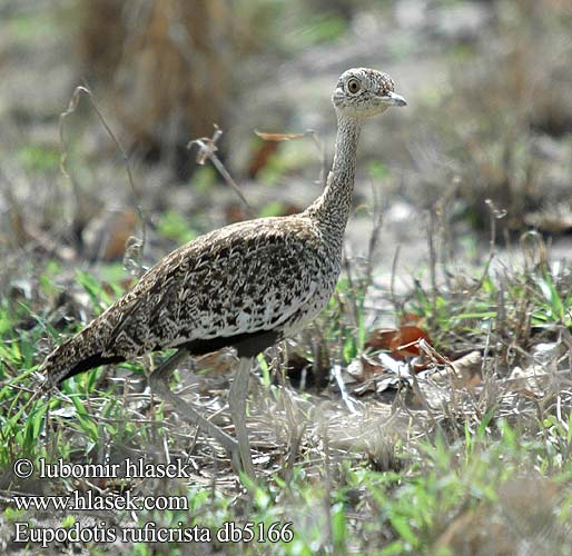 Drop chocholatý Sisón Austral Boskorhaan Redcrested Korhaan