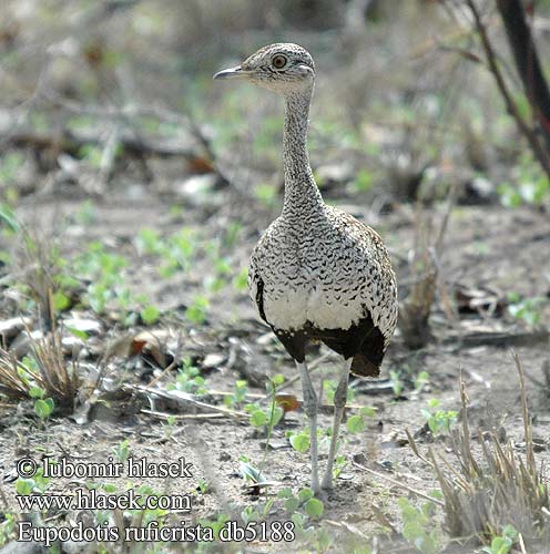 Boskorhaan Redcrested Korhaan Rødtoppet Trappe Otarda crestarossa