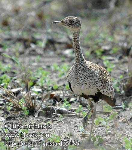 Otarda crestarossa カンムリショウノガン Zuidafrikaanse Kuiftrap