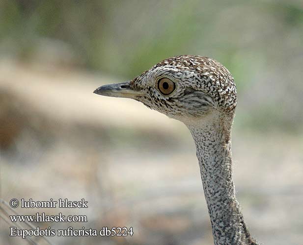 Bustard crested Punatöyhtötrappi Outarde houppette Rotschopftrappe