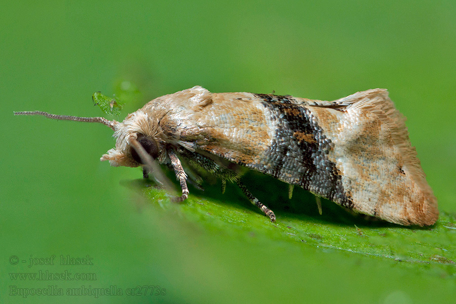 Eupoecilia ambiguella European Grape Berry Moth Zvinúvač pásavý