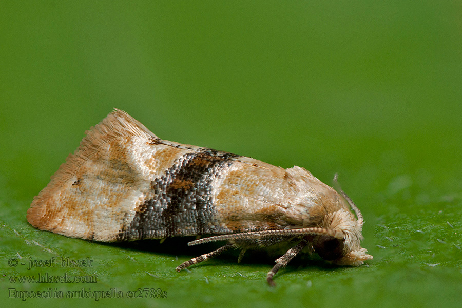 Eupoecilia ambiguella Cochylis Двулетняя листовертка