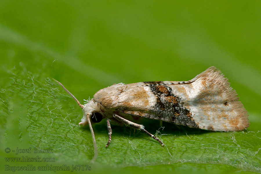 Eupoecilia ambiguella