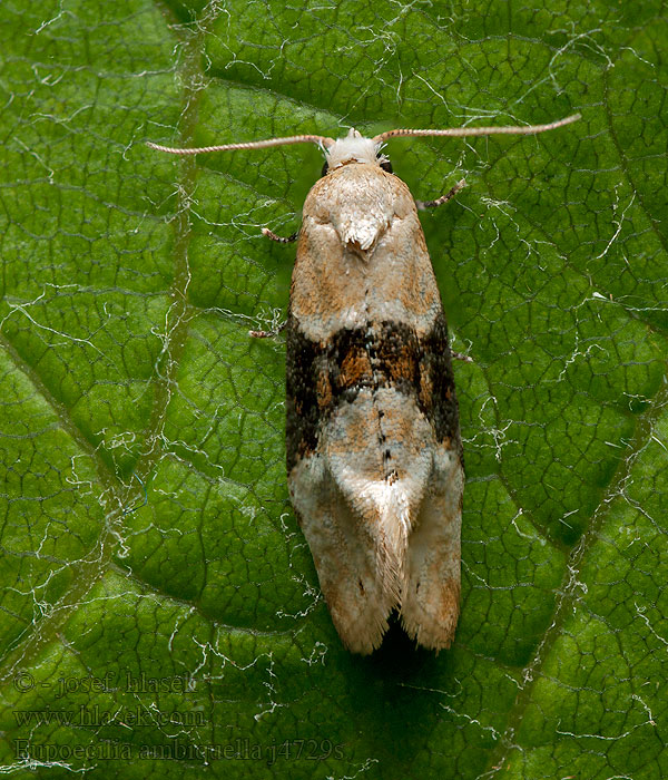 Eupoecilia ambiguella