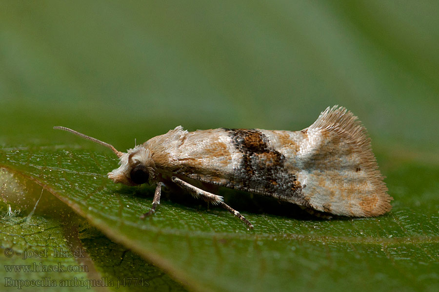 Eupoecilia ambiguella