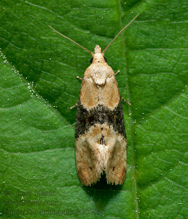 Eupoecilia ambiguella