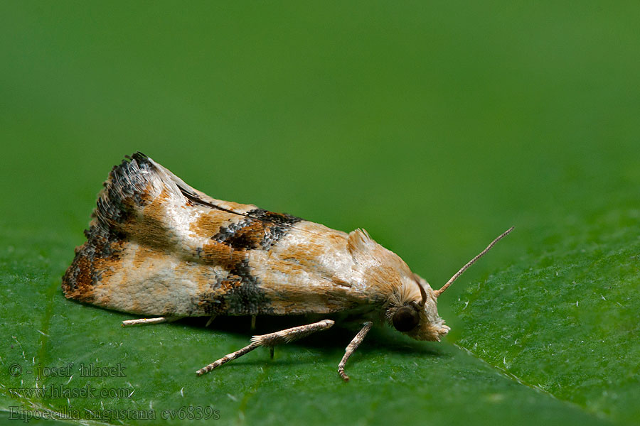 Eupoecilia angustana Obalečík pestrý Marbled Conch Zvinúvač dúškový