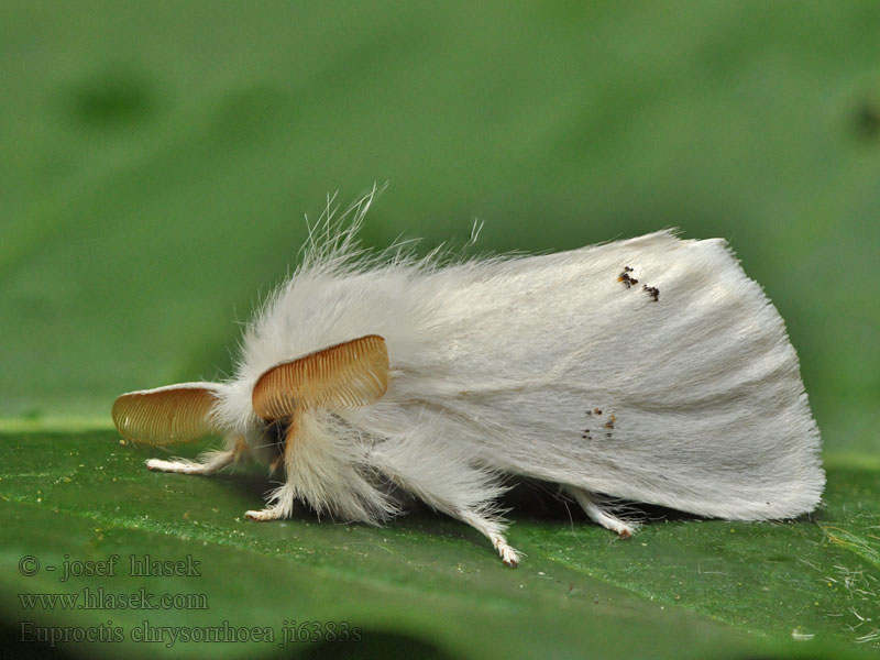 Bekyně zlatořitná Goldschwanz Kuprówka rudnica Brown-tail Euproctis chrysorrhoea