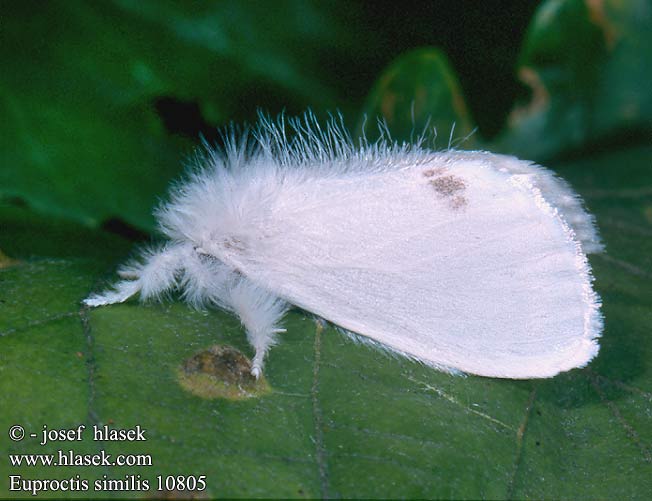 Euproctis similis Schwan Bekyně pižmová Yellow-tail