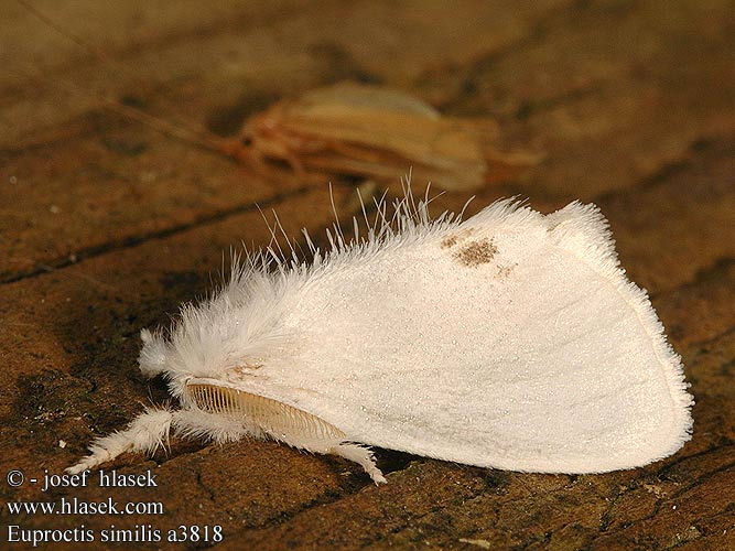 Euproctis similis Mníška pižmová Kuprówka złotnica