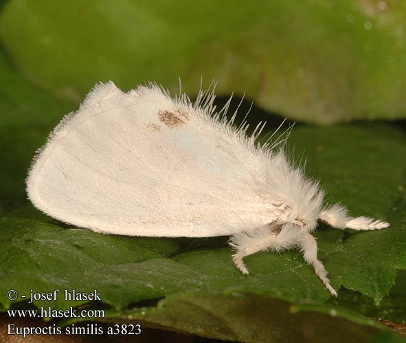 Euproctis similis 黄尾毒蛾 モンシロドクガ