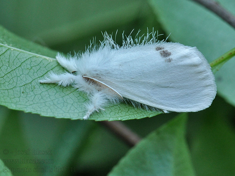 Schwan Euproctis similis