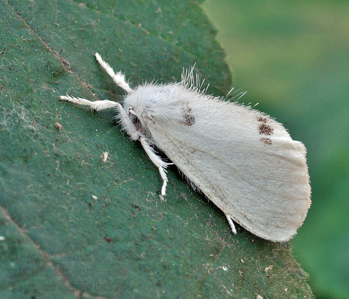 Yellow-tail Mníška pižmová Euproctis similis