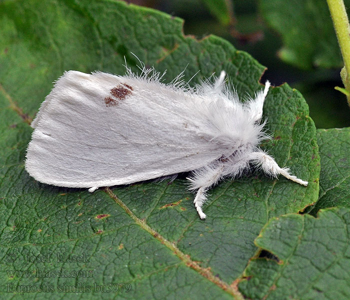 Bekyně pižmová Euproctis similis