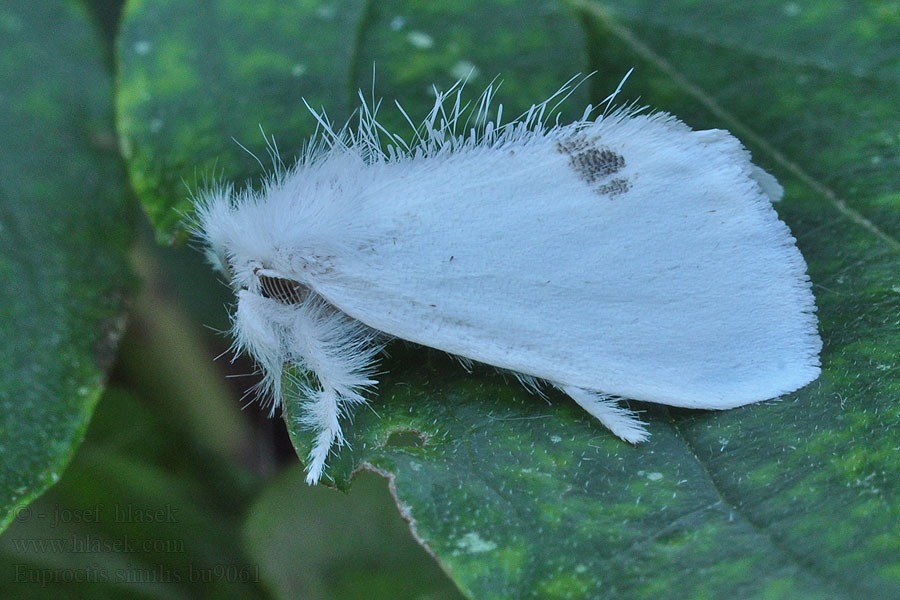 Bekyně pižmová Euproctis similis