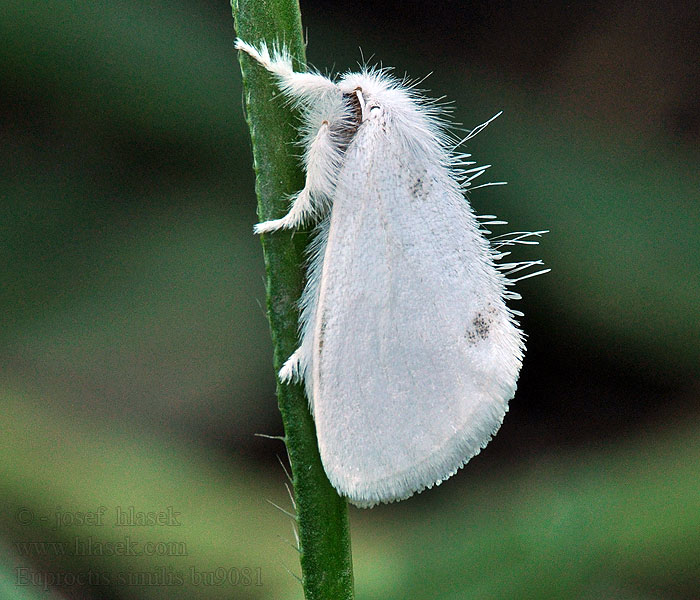 Mníška pižmová Euproctis similis