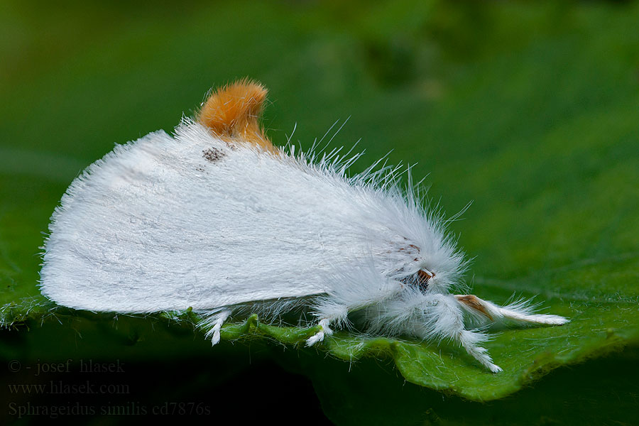 Kuprówka złotnica Cul-doré Euproctis similis