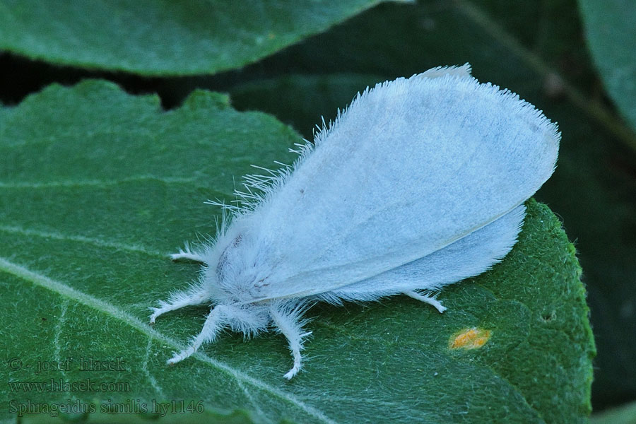 Körsbärsrödgump Rodgumpspinner Euproctis similis