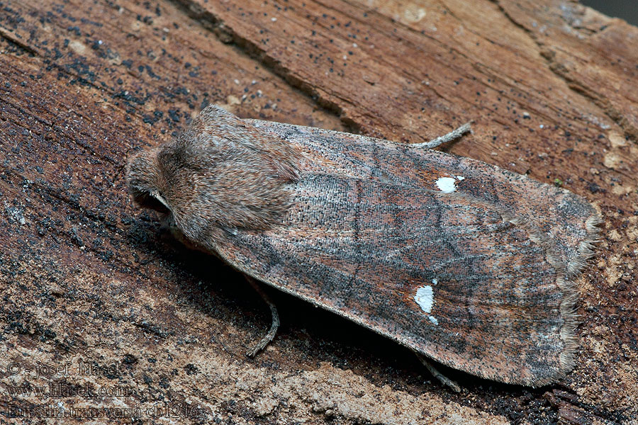 Zimovnice dravá Eupsilia transversa