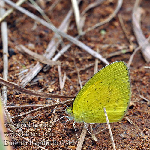 Eurema brigitta Small Grass Yellow ホシボシキチョウ