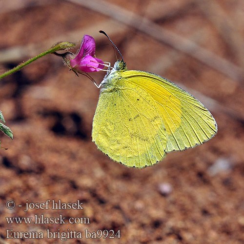 Small Grass Yellow ホシボシキチョウ Eurema brigitta