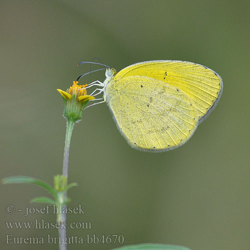 ホシボシキチョウ Eurema brigitta Small Grass Yellow