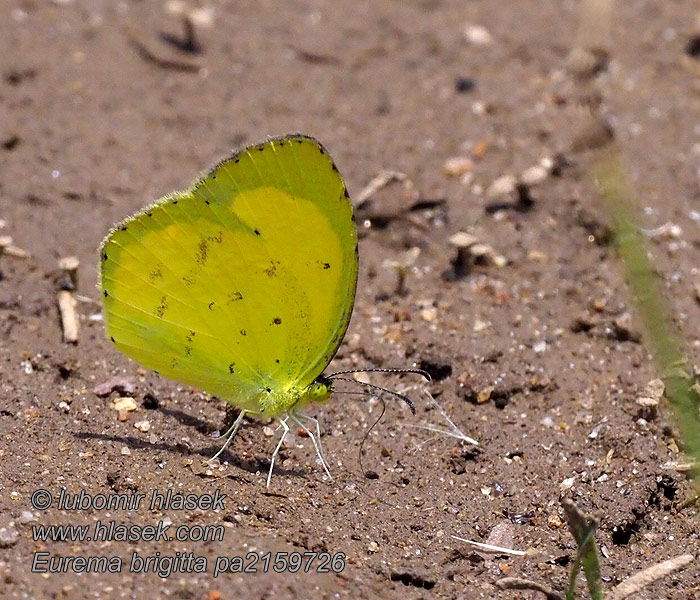 Eurema brigitta