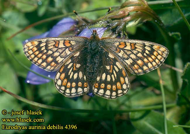 Euphydryas aurinia UK: Marsh Fritillary DE: Skabiosenscheckenfalter Goldener Scheckenfalter CZ: hnědásek chrastavcový PL: Przeplatka aurinia SK: Hnedáčik chrastavcový HU: Lápi tarkalepke FI: Punakeltaverkkoperhonen SE: Ärenprisnätfjäril Guldnätfjäril ES: Ondas rojas