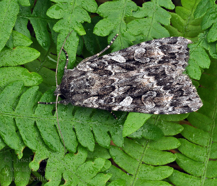 Eurois occulta Osenice velká Graue Heidelbeereule Great Gray Dart