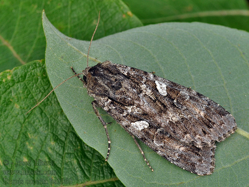 Eurois occulta Graue Heidelbeereule Osenice velká