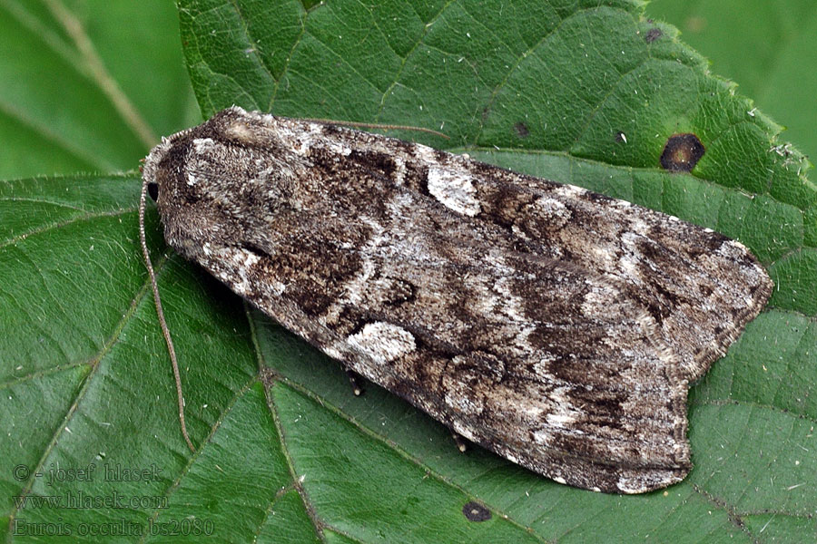 Eurois occulta Occulte Great Brocade Blågrå jordugle