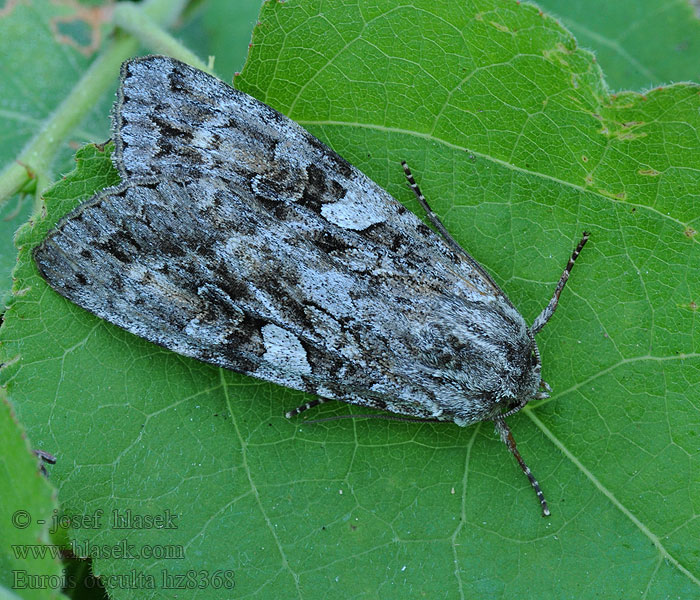 Eurois occulta Stort skogfly Mora veľká Stort skogsfly