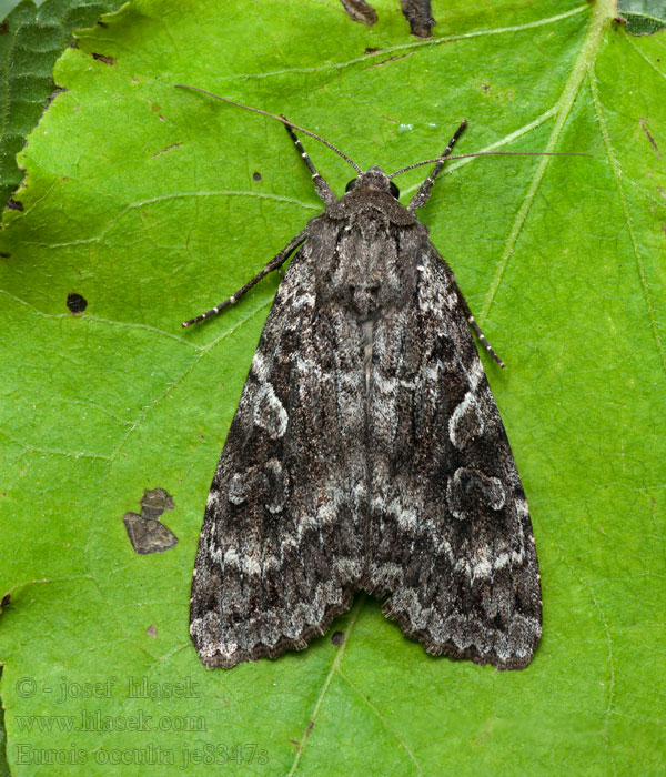 Stort skogfly Mora veľká Stort skogsfly Eurois occulta