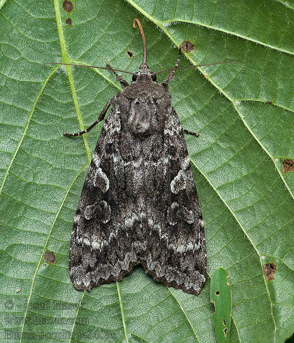 Occulte Great Brocade Blågrå jordugle Eurois occulta