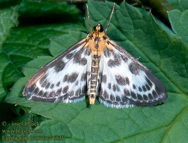 Eurrhypara hortulata Small Magpie Pyrale L'ortie Tarka csalánmoly Brennnesselzünsler Vijačka záhradná Zavíječ zahradní イラクサノメイガ Nældehalvmøl Nokkoskoisa Nesleengmott Vitt nässelmott Огневка крапивная пестрая Brandnetelmot