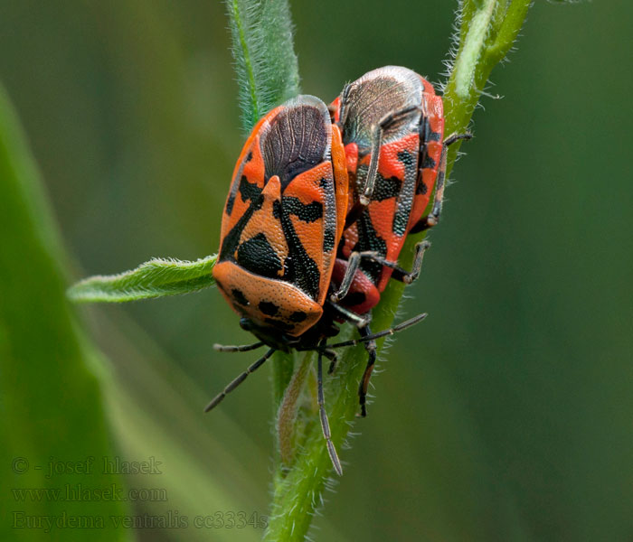 Eurydema ventralis Kněžice jižn