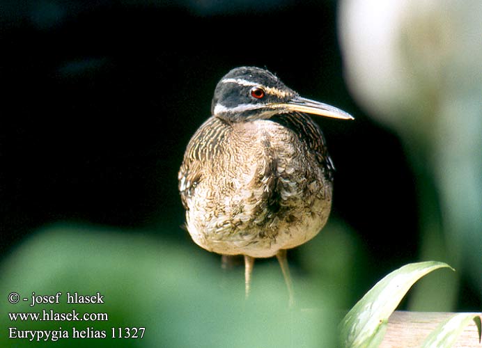 Eurypyga helias Sunbittern Sun-Bittern Caurale soleil Zonneral Airone del sole Sonnenralle Słonecznica Slunatec nádherný Garza Sol luna Tigana Solrikse Aurinkokurki ジャノメドリ Pay aoziniio-do-para Pavãozinho-do-pará Солнечная цапля Pachriaštel' nádherný Şafaktavuk