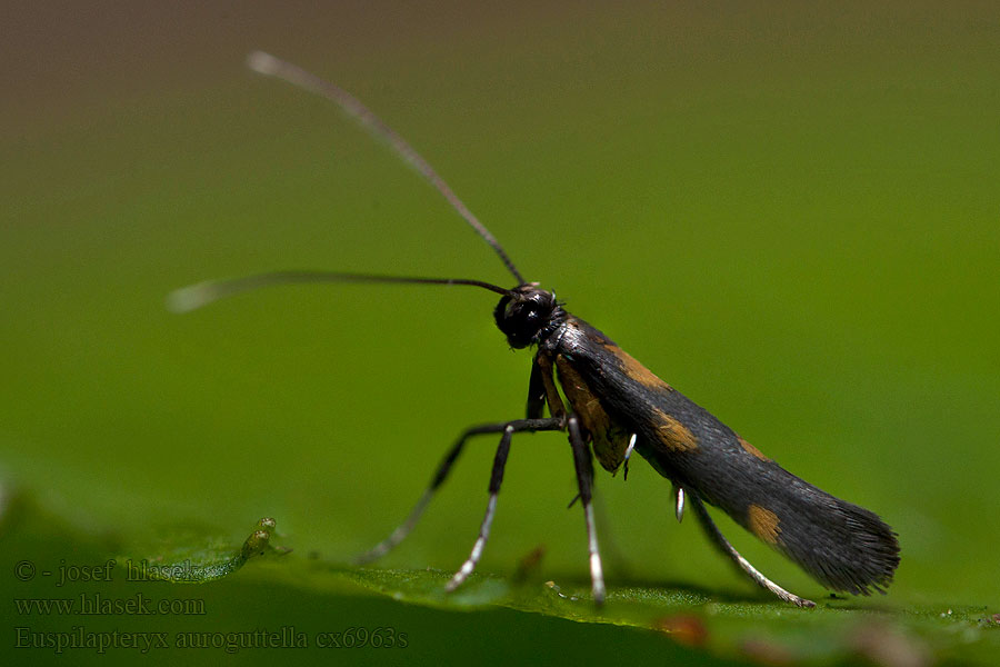 Euspilapteryx auroguttella Calybites